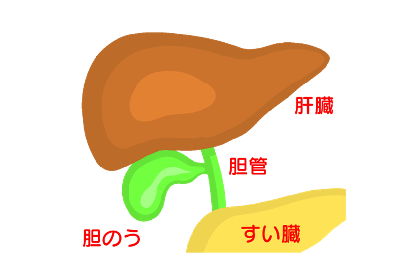 【医師監修】右脇腹の痛み、それ胆のう炎かも?胆石との関係と治療法を解説 - さいとう内科クリニックブログ